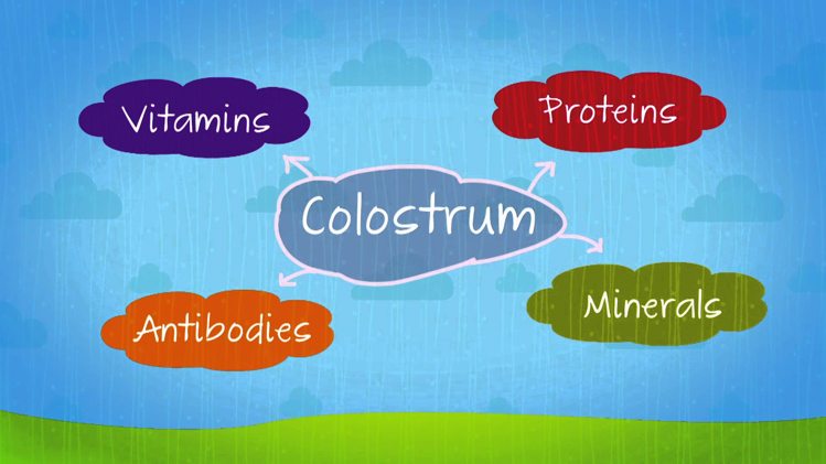 कोलोस्ट्रम पोषक तत्वों से भरपूर है